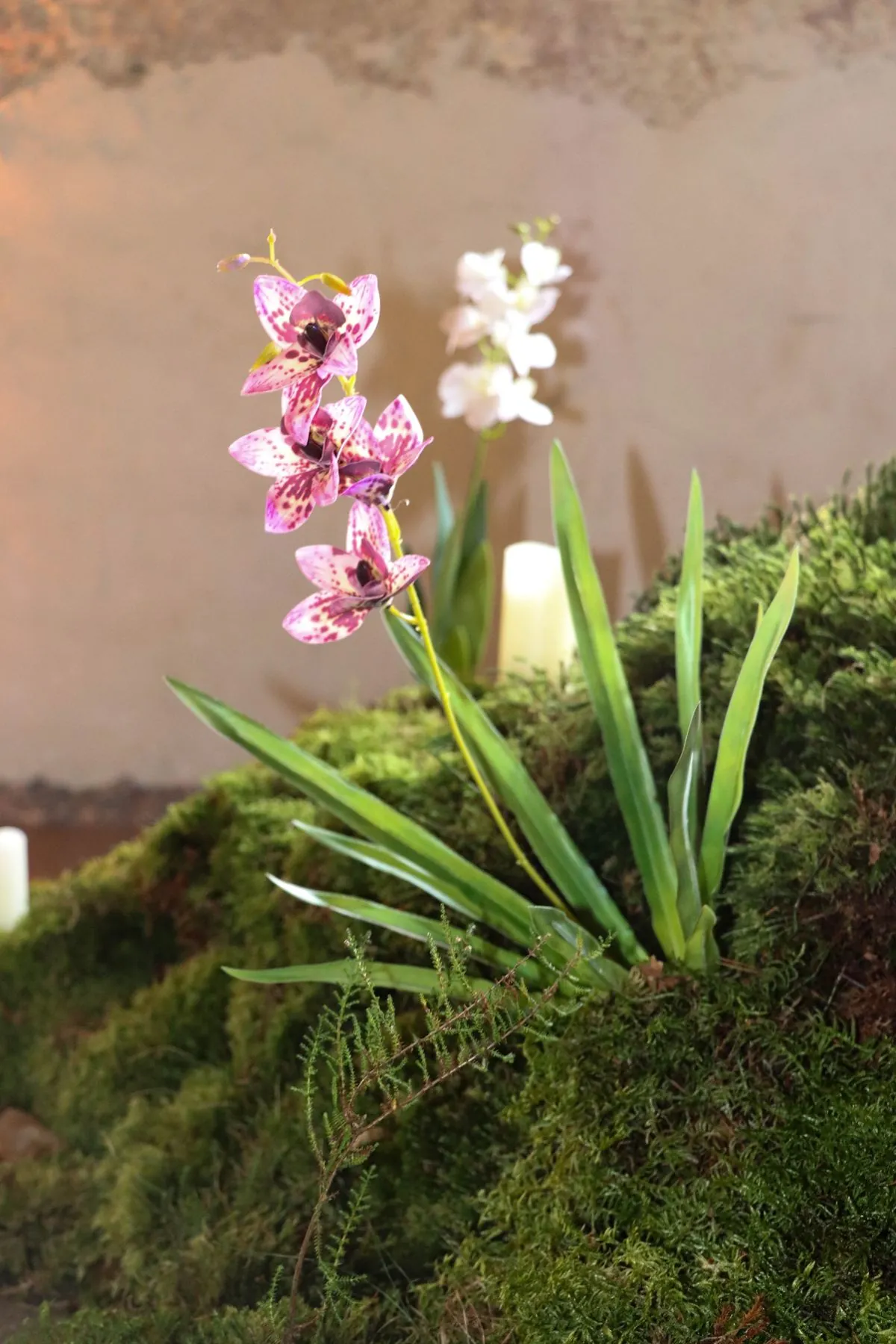 Rosa und weiße Orchidee auf einem Mooshügel