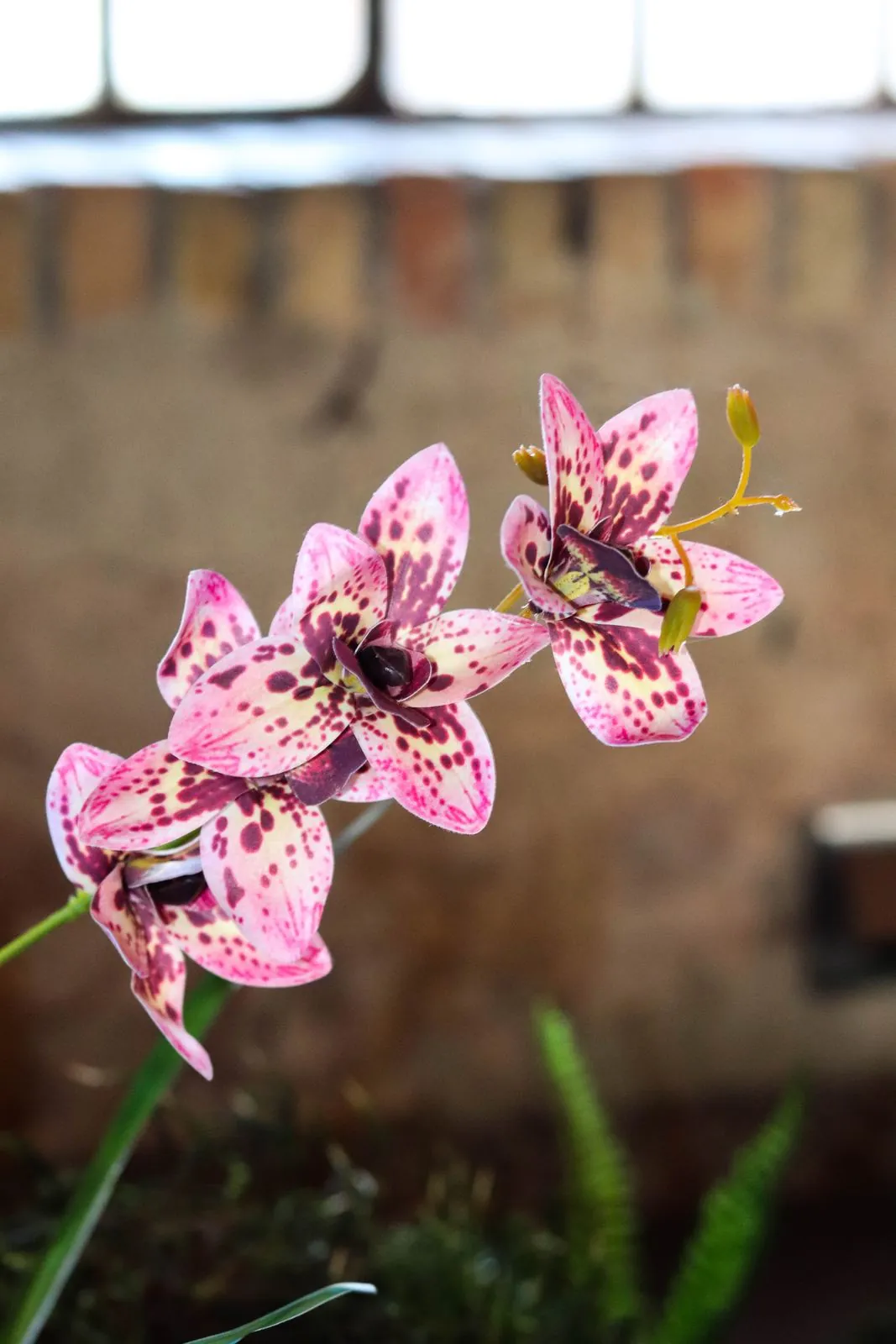 Gesprenkelte rosa Orchideenblüten vor der Backsteinwand