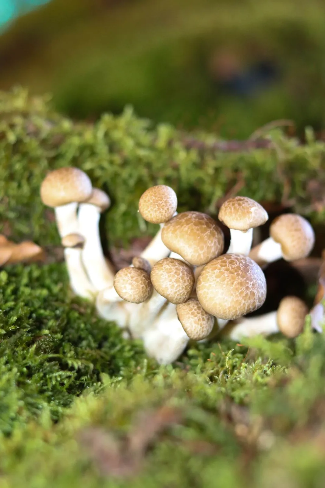 Nahaufnahme: kleine Pilze im Moos